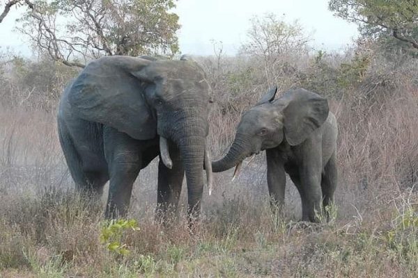 Réserve Forestière de Kalfou